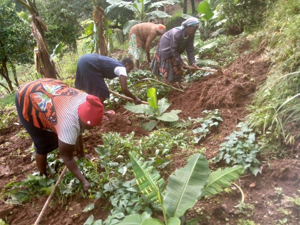 Community member harvesting fresh vegetables
